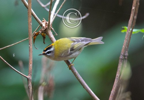 Firecrest  DM1792